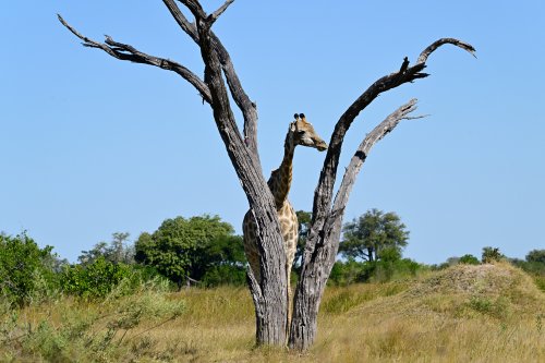 Moremi Game Reserve (Botswana) - Girafe derrière un arbre mort dans le secteur de Fourth Bridge(VO-25-0921 D.jpg)